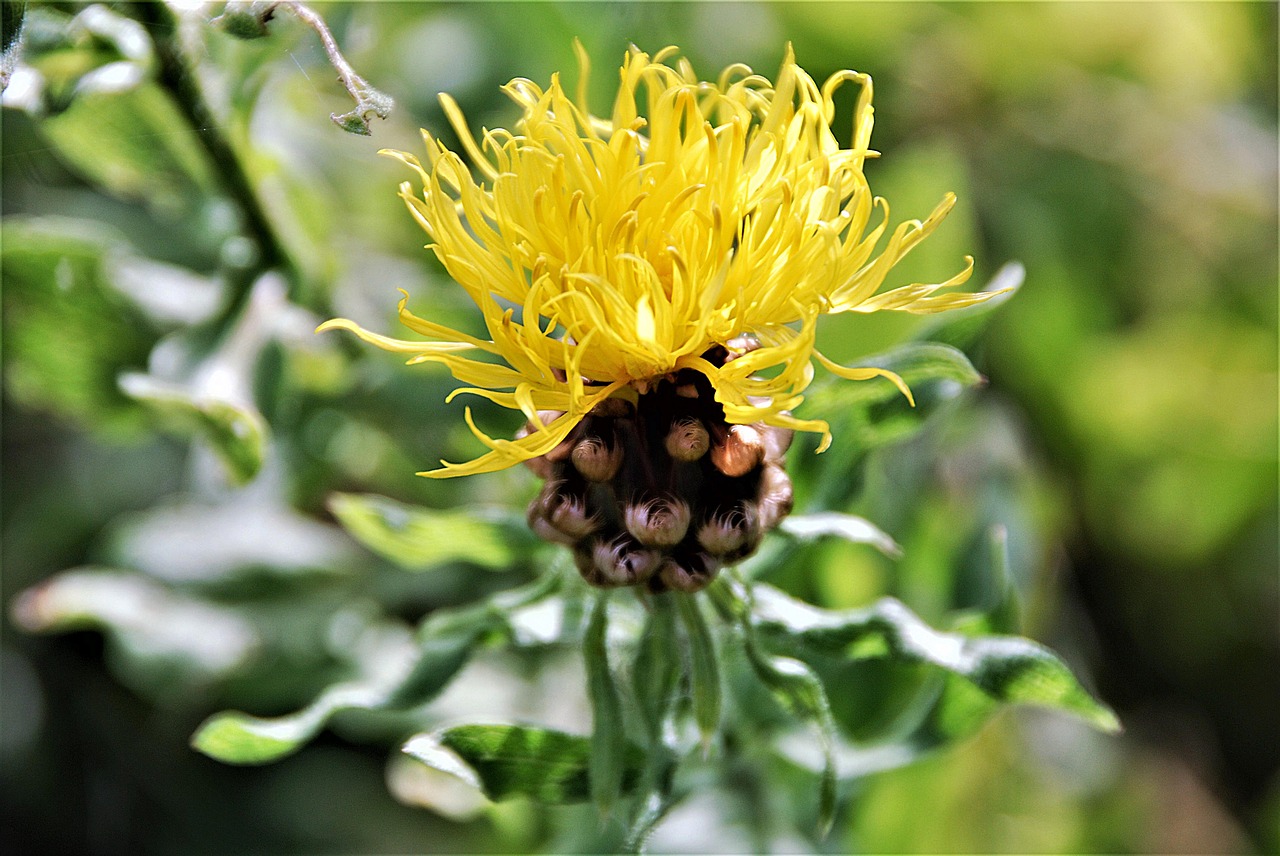 flower blossom bloom free photo