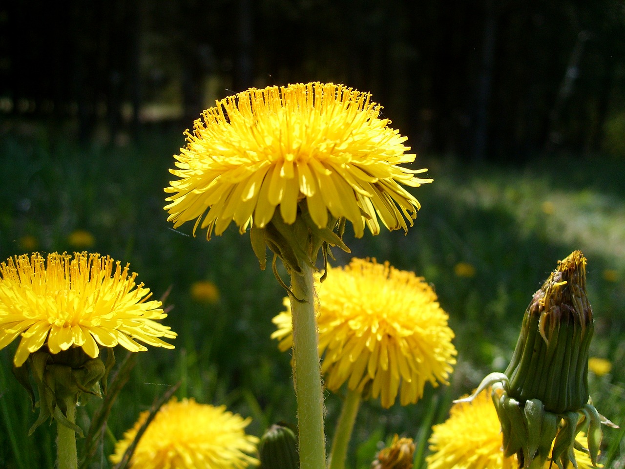 flower yellow nature free photo