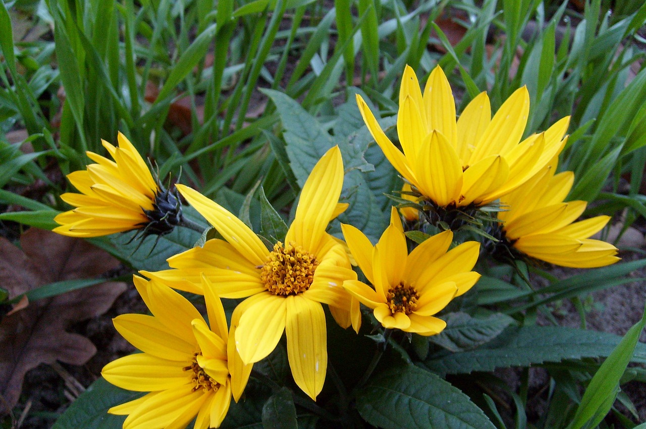 flower yellow nature free photo