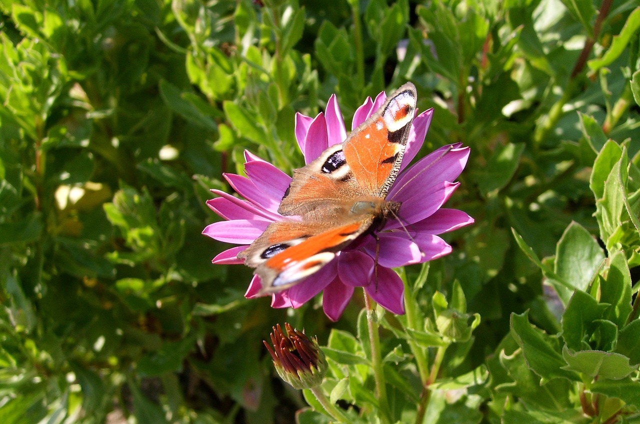 flower plant the beauty of nature free photo