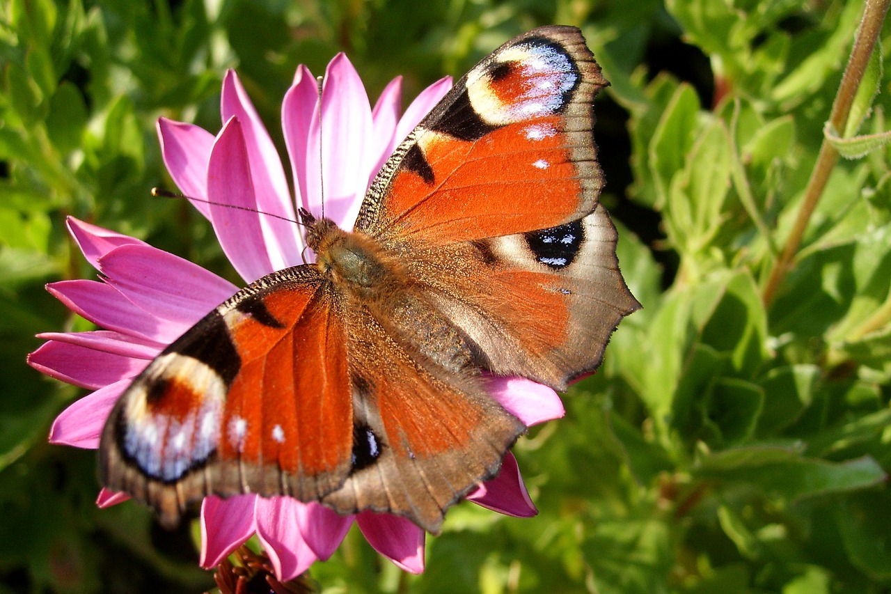 flower butterfly insect free photo