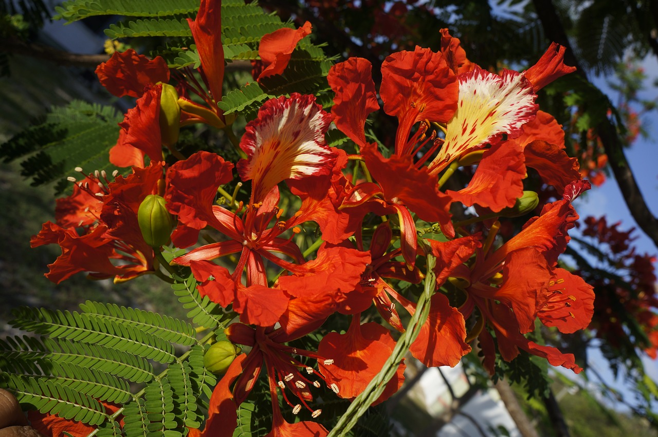 flower royal poinciana tropical free photo