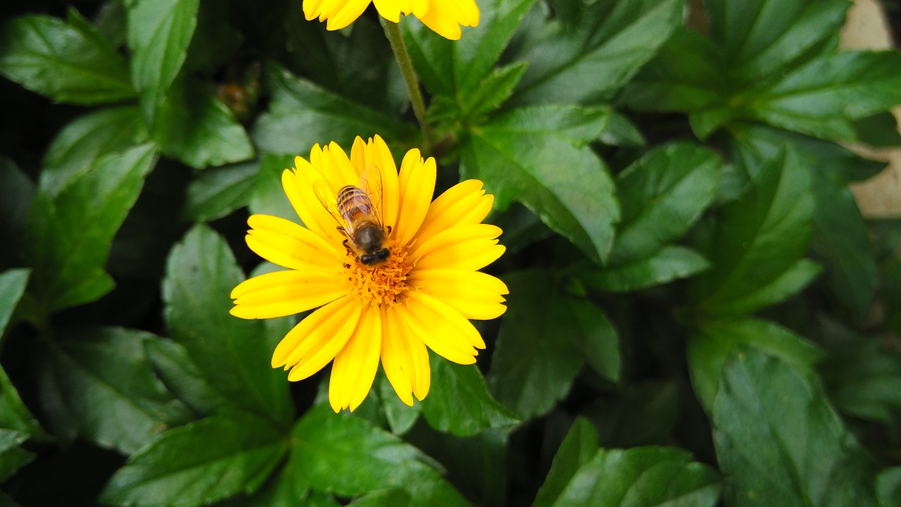 flower bee yellow free photo