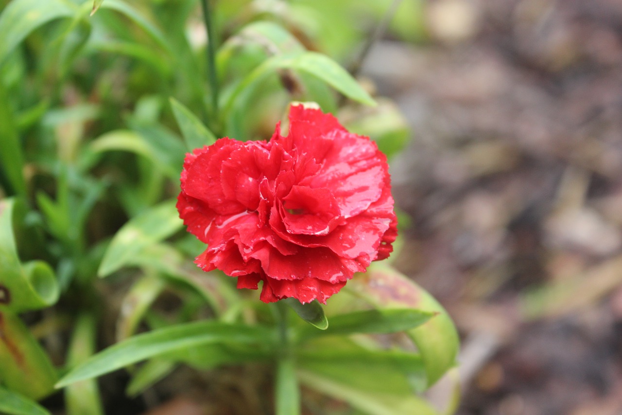 flower red nature free photo