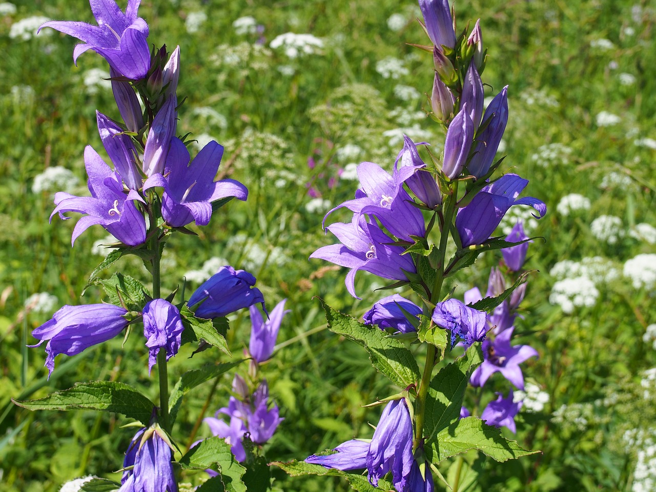 flower meadow flowering free photo