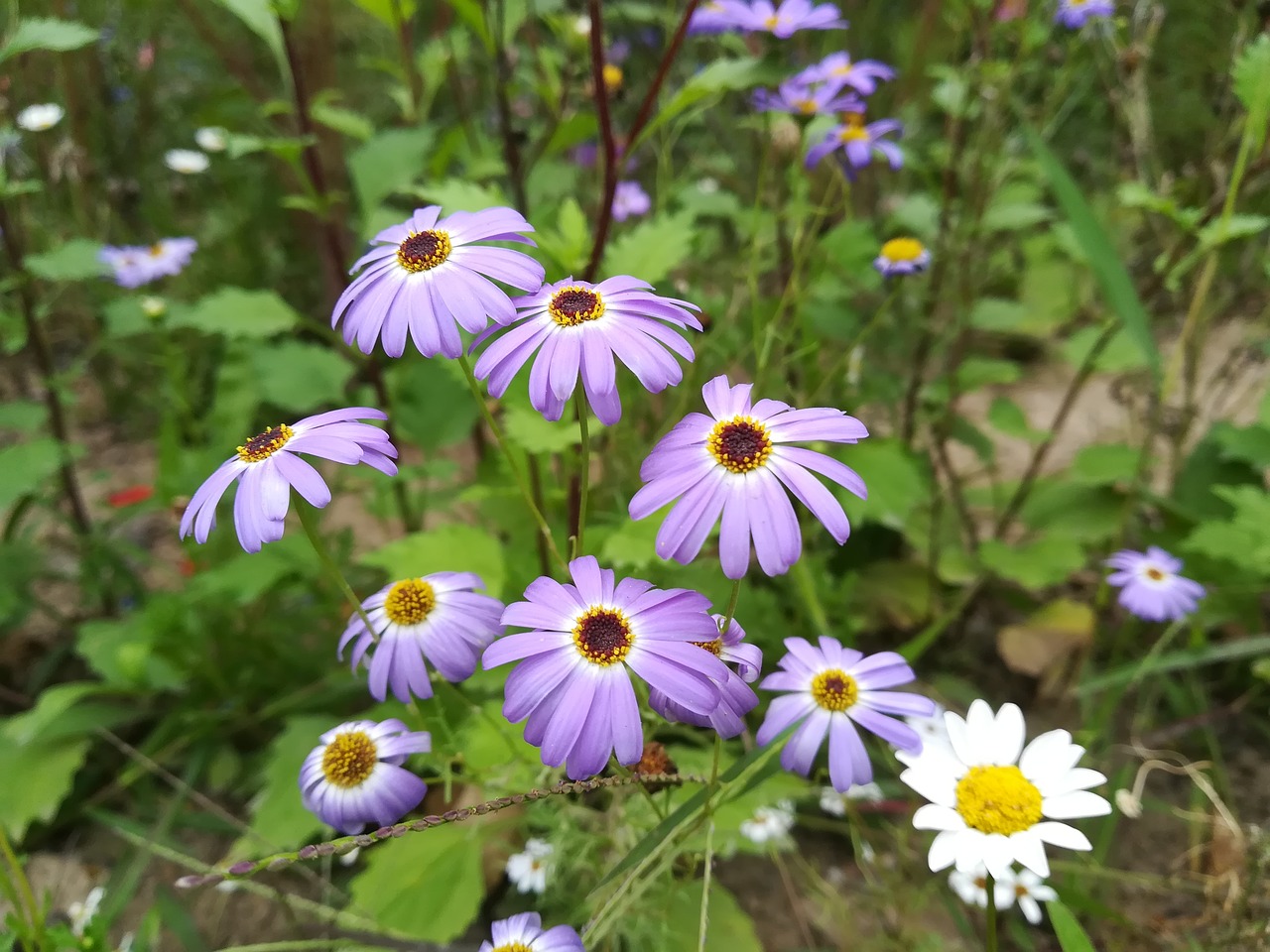 flower sea of flowers tourism free photo