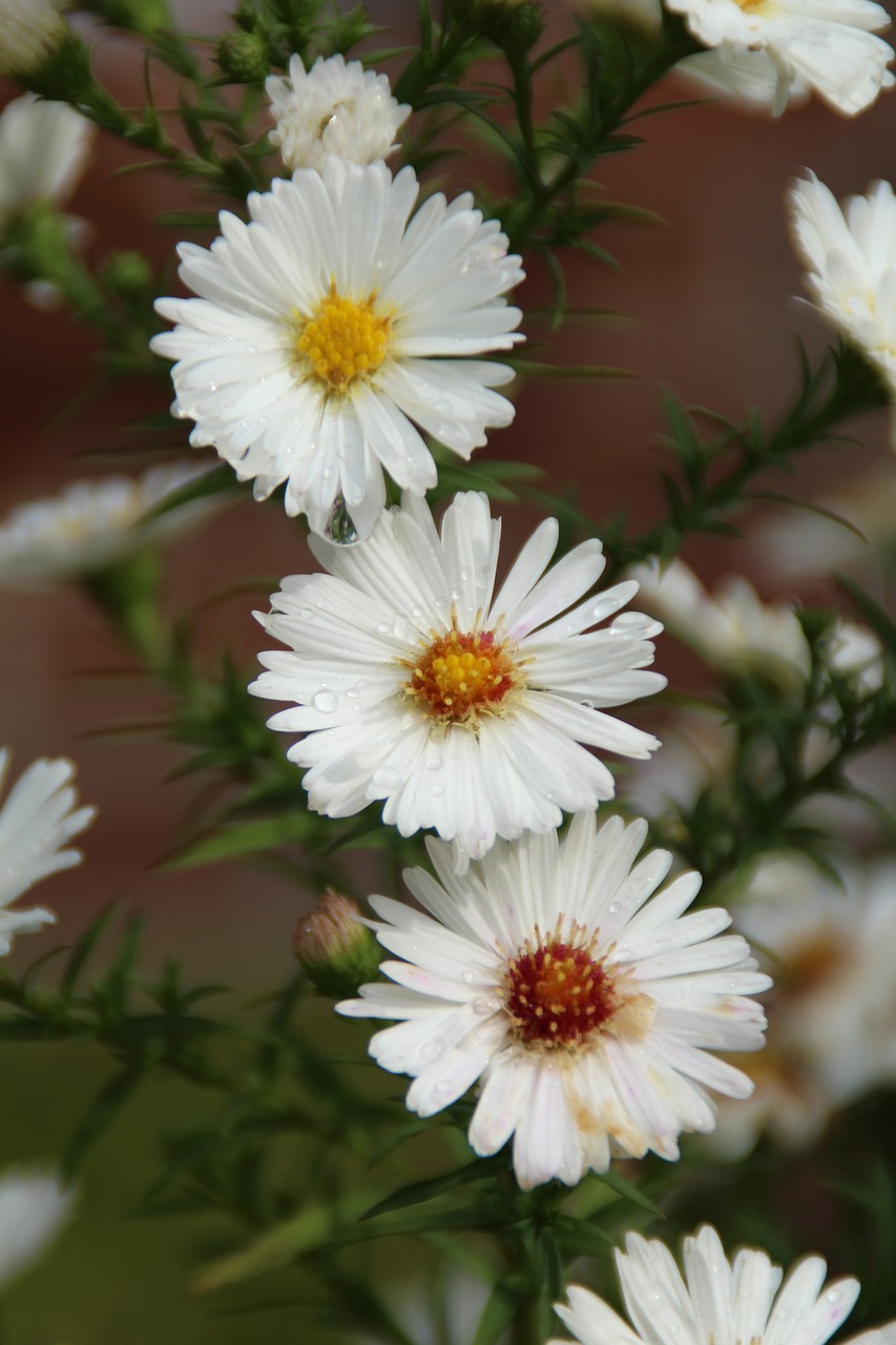 flower blossom bloom free photo