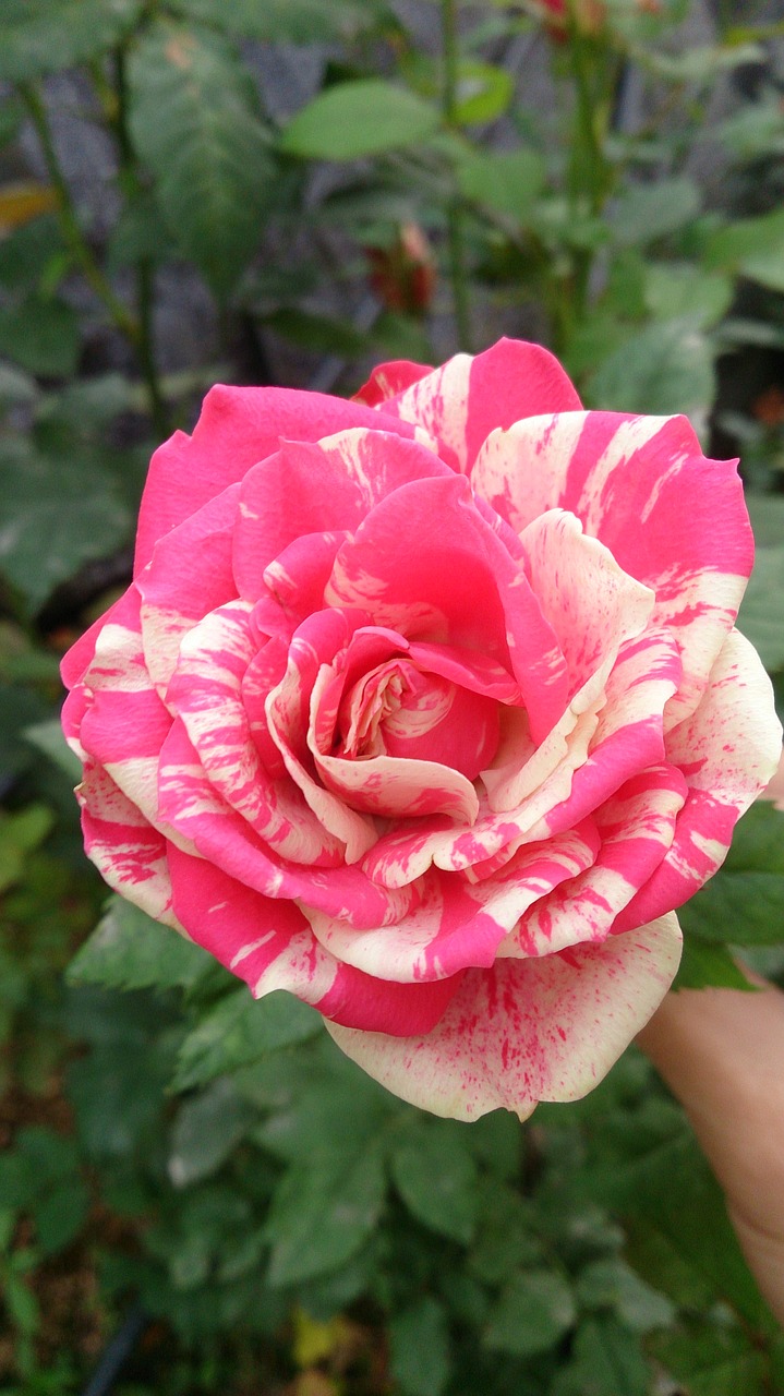 flower rose plant free photo