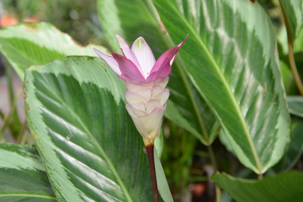 flower calathéa bicajoux plant free photo