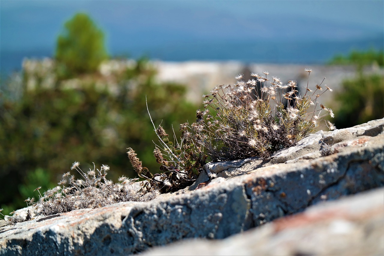 flower wall perspective free photo