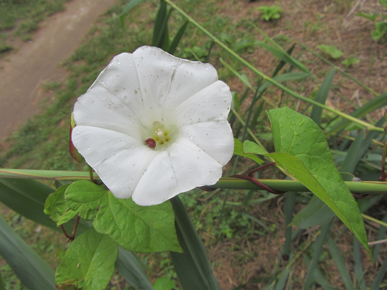 flower spring miracle free photo