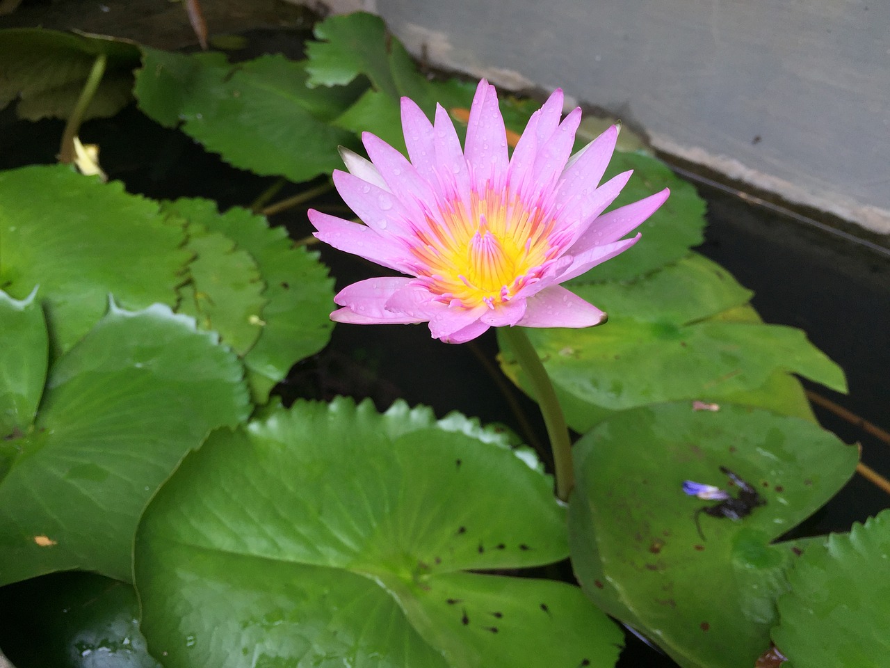 flower water floating free photo