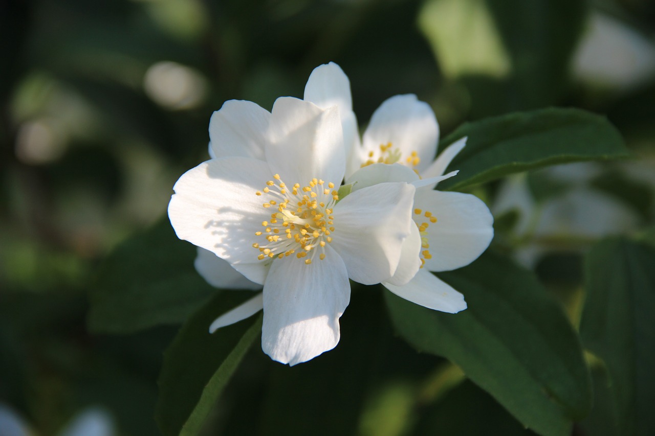 blossom bloom white free photo