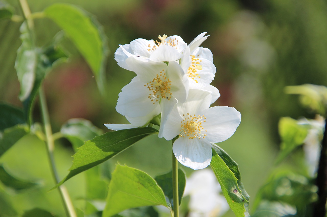 blossom bloom white free photo