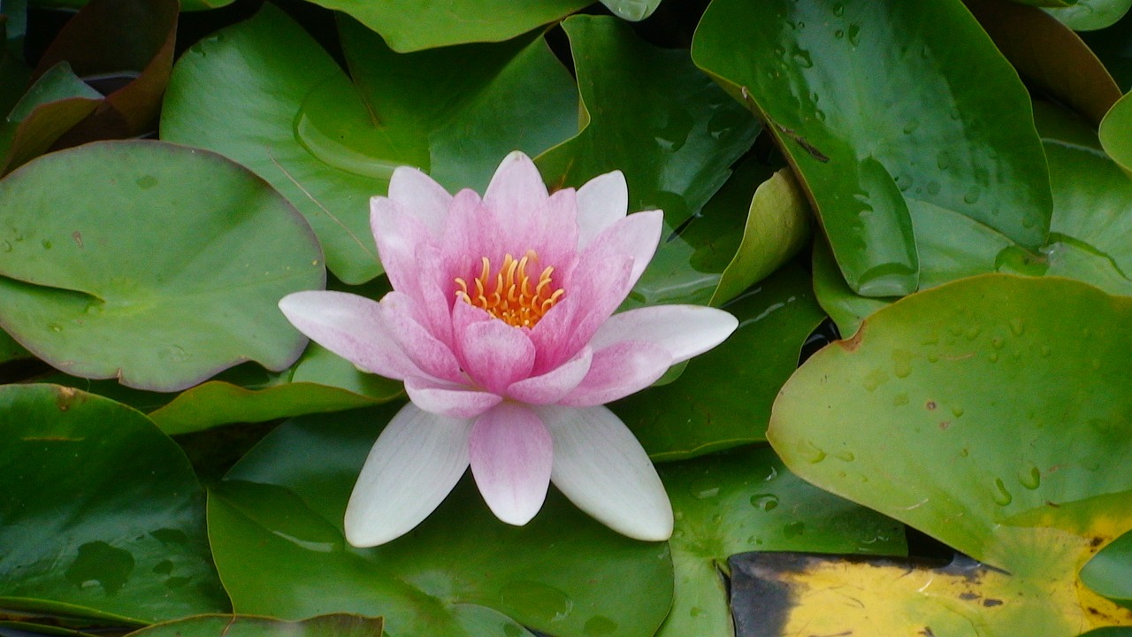 flower lotus green free photo