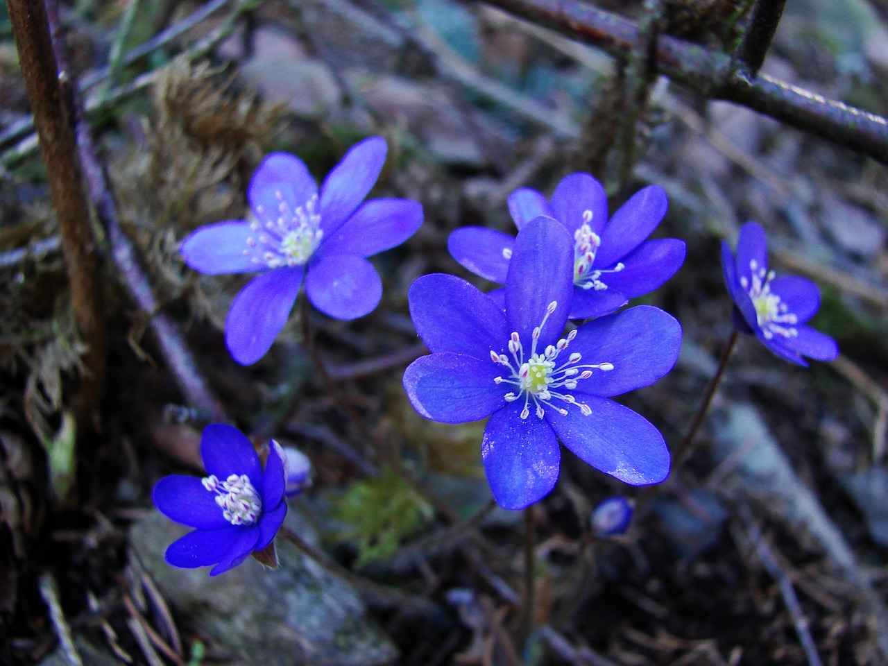 flower purple plant free photo