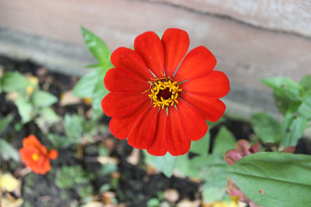 flower red nature free photo