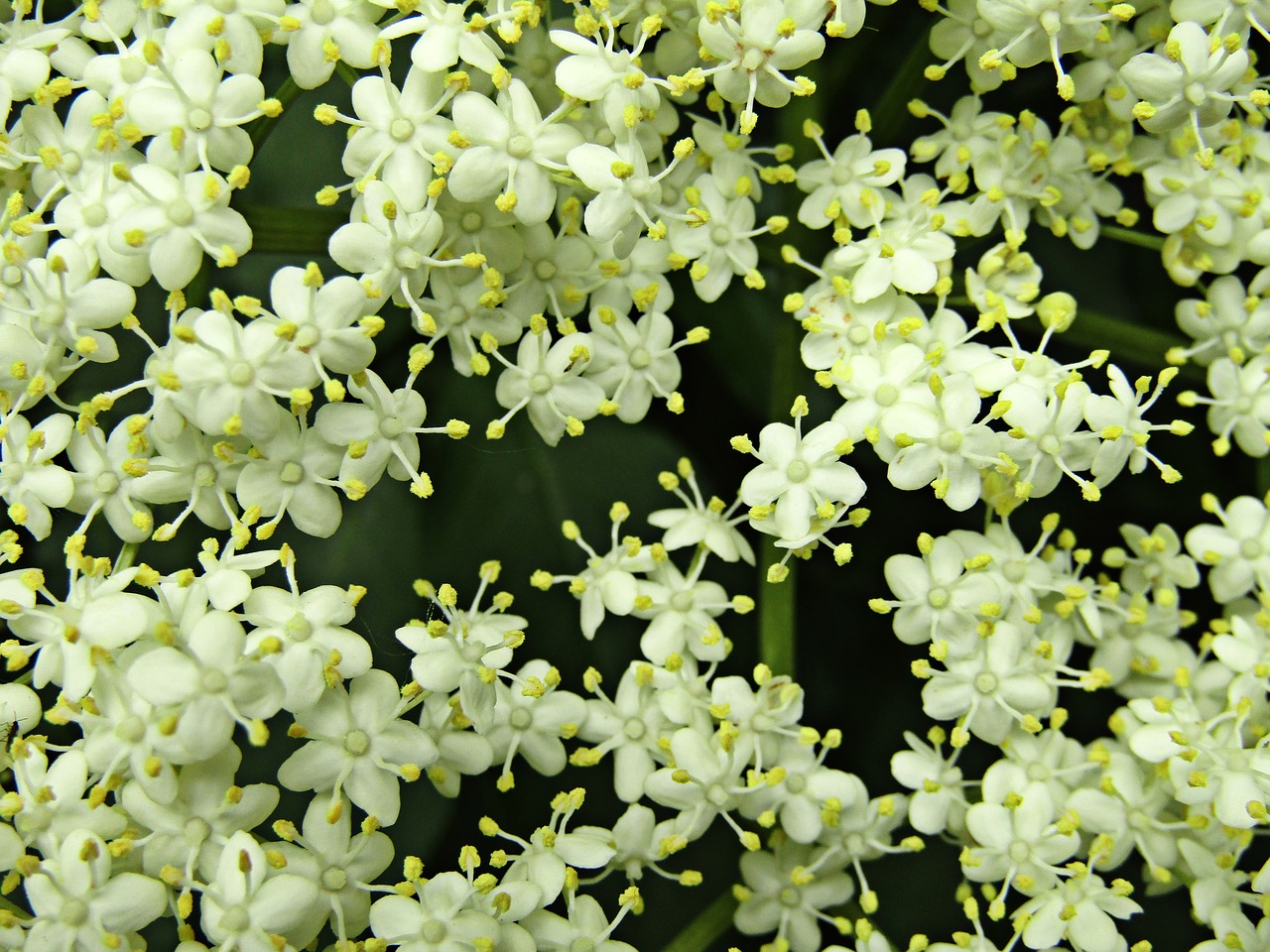 flower jasmine nature free photo