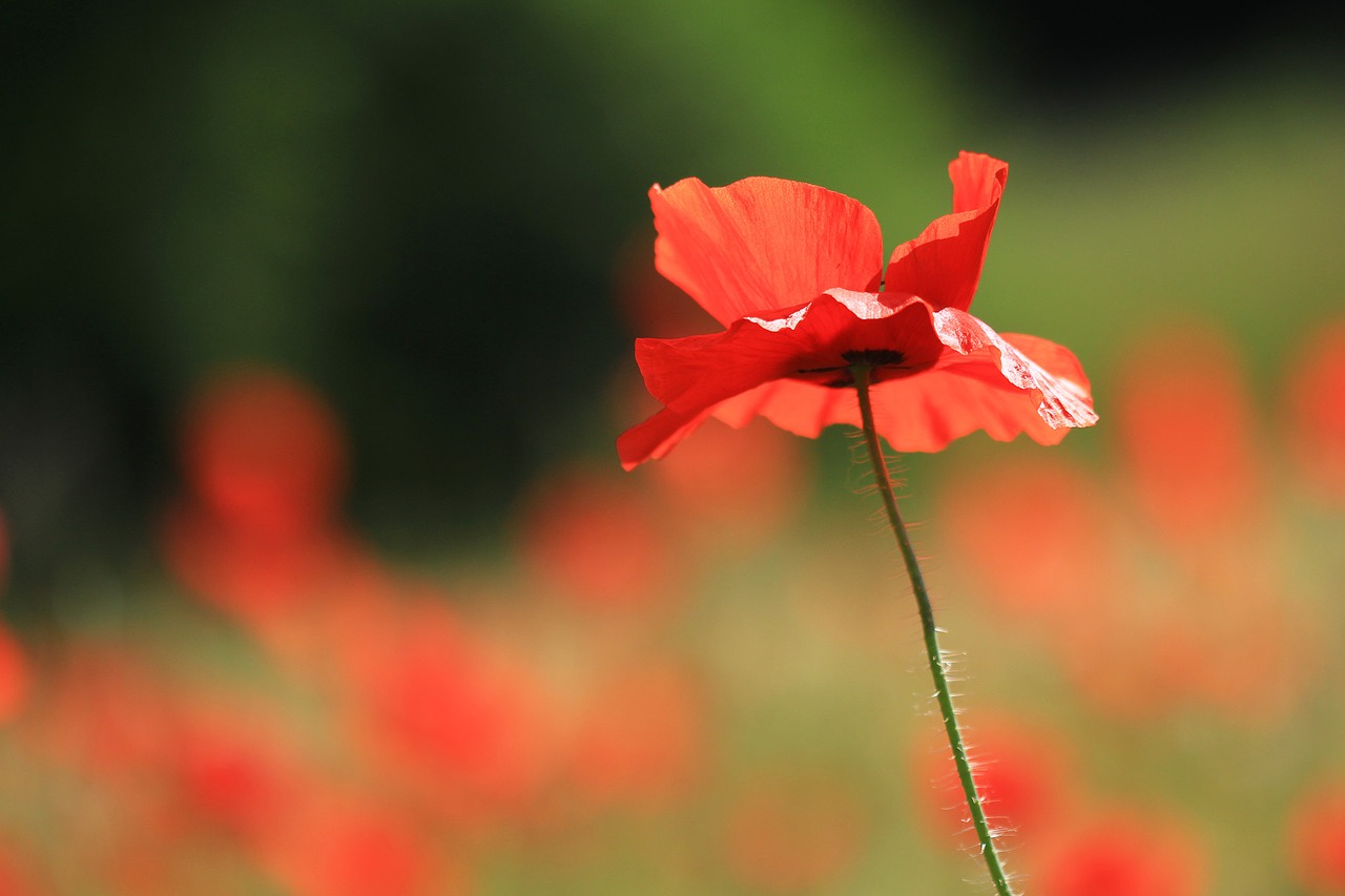 flower poppy red free photo