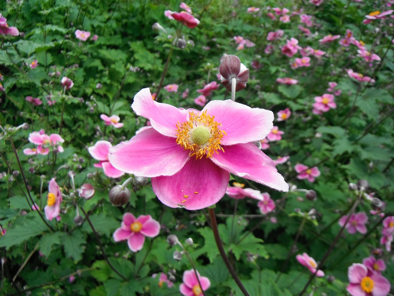 flower pink mannheim free photo
