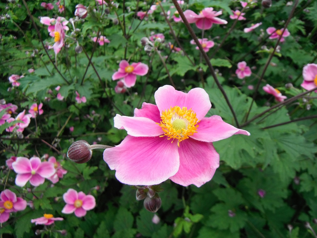 flower pink mannheim free photo