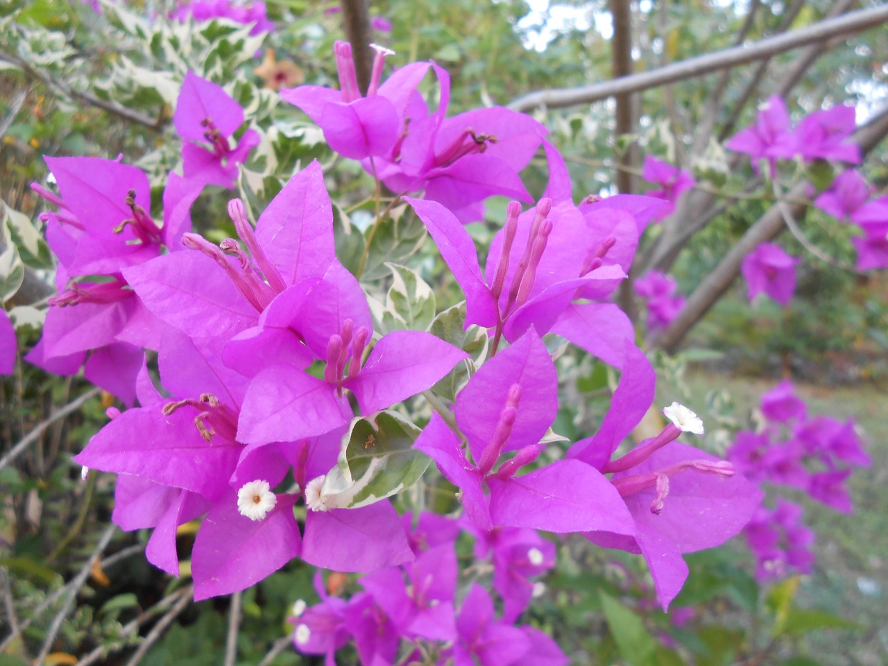 flower bougainvilleas plants free photo