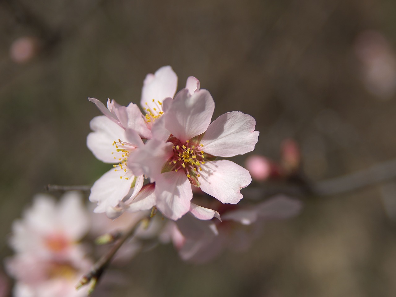 flower flowering tree free photo