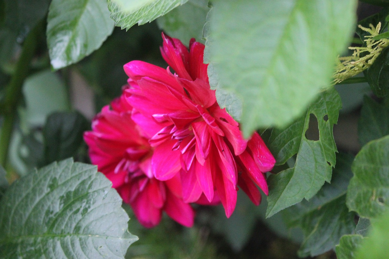 flower green nature free photo