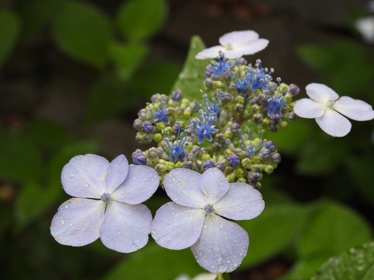 flower blue nature free photo