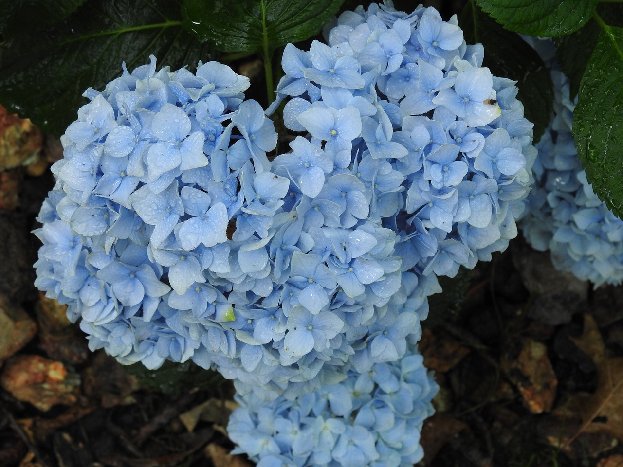 flower blue nature free photo