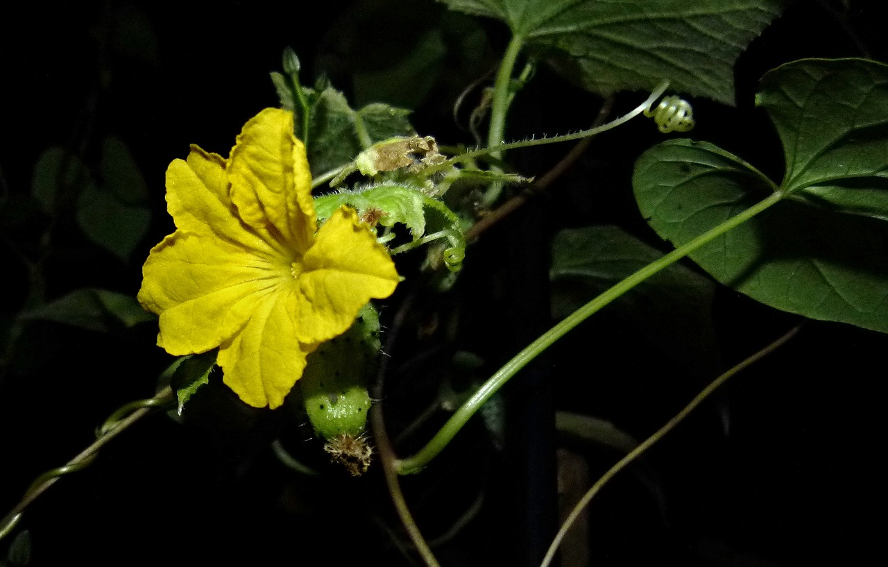flower cucumber yellow free photo
