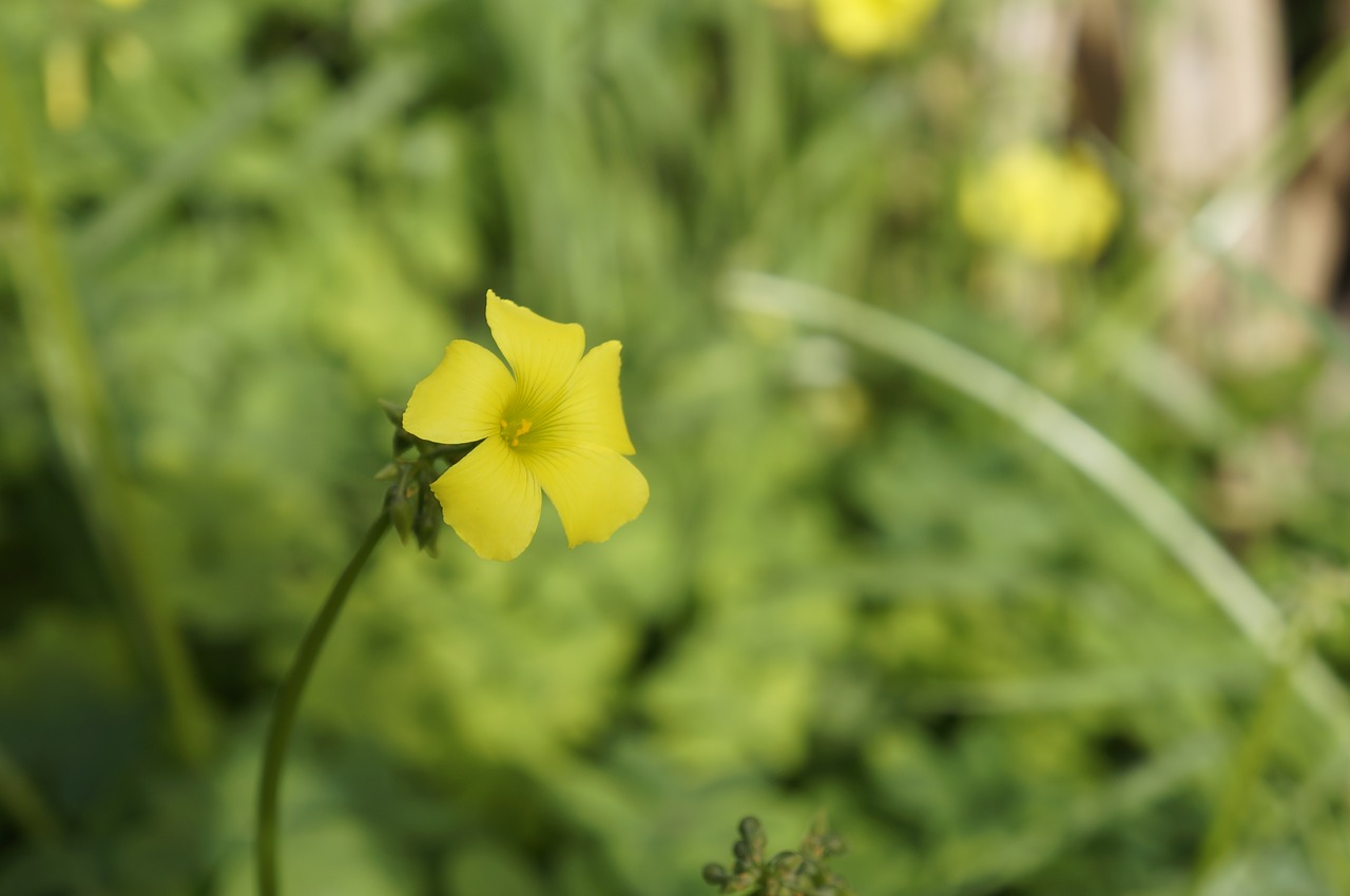 flower bell nature free photo