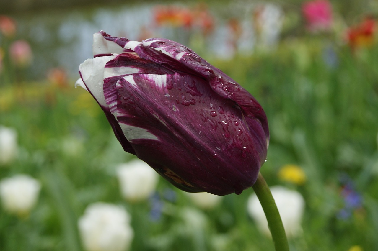 flower tulip spring free photo