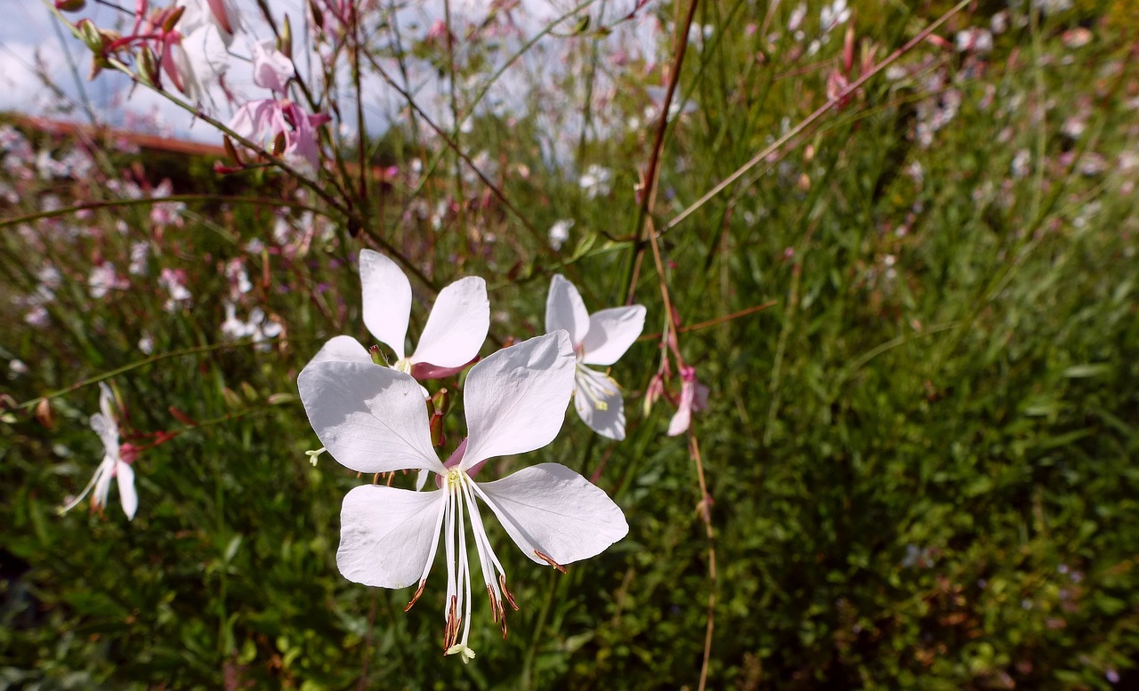 flower blossom bloom free photo