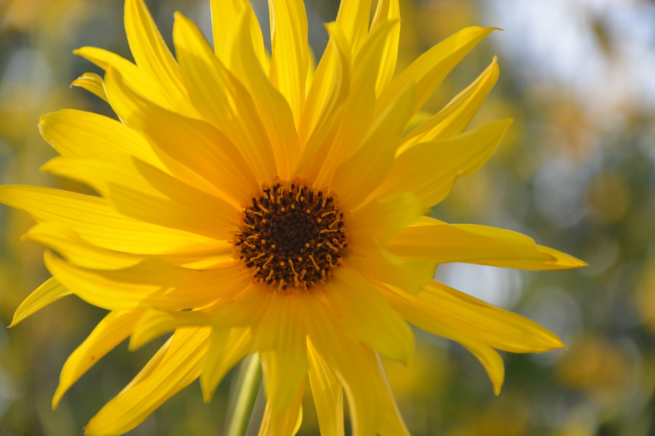 flower yellow flower petals free photo