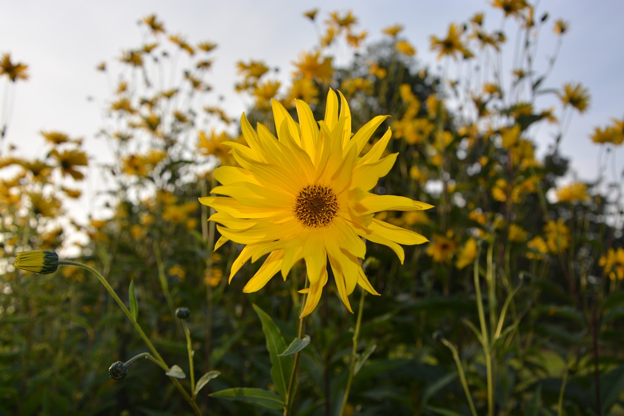 flower yellow flower yellow daisy free photo