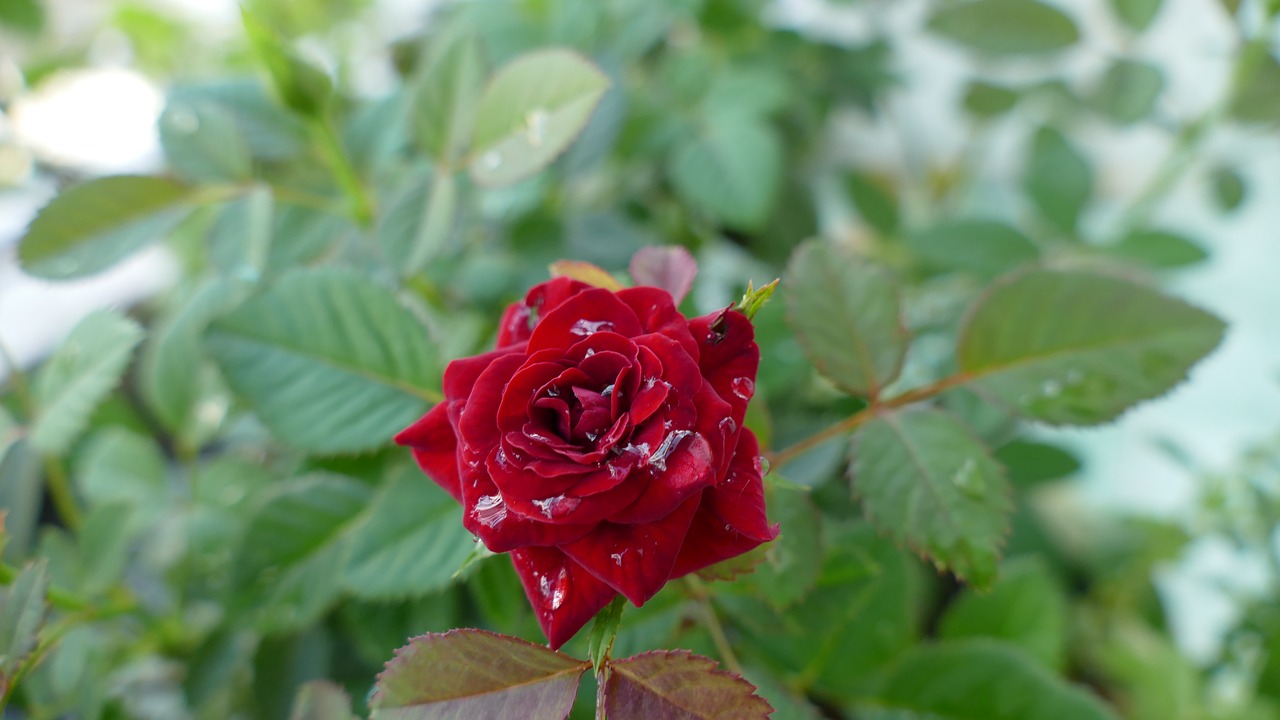 flower rose vietnam free photo