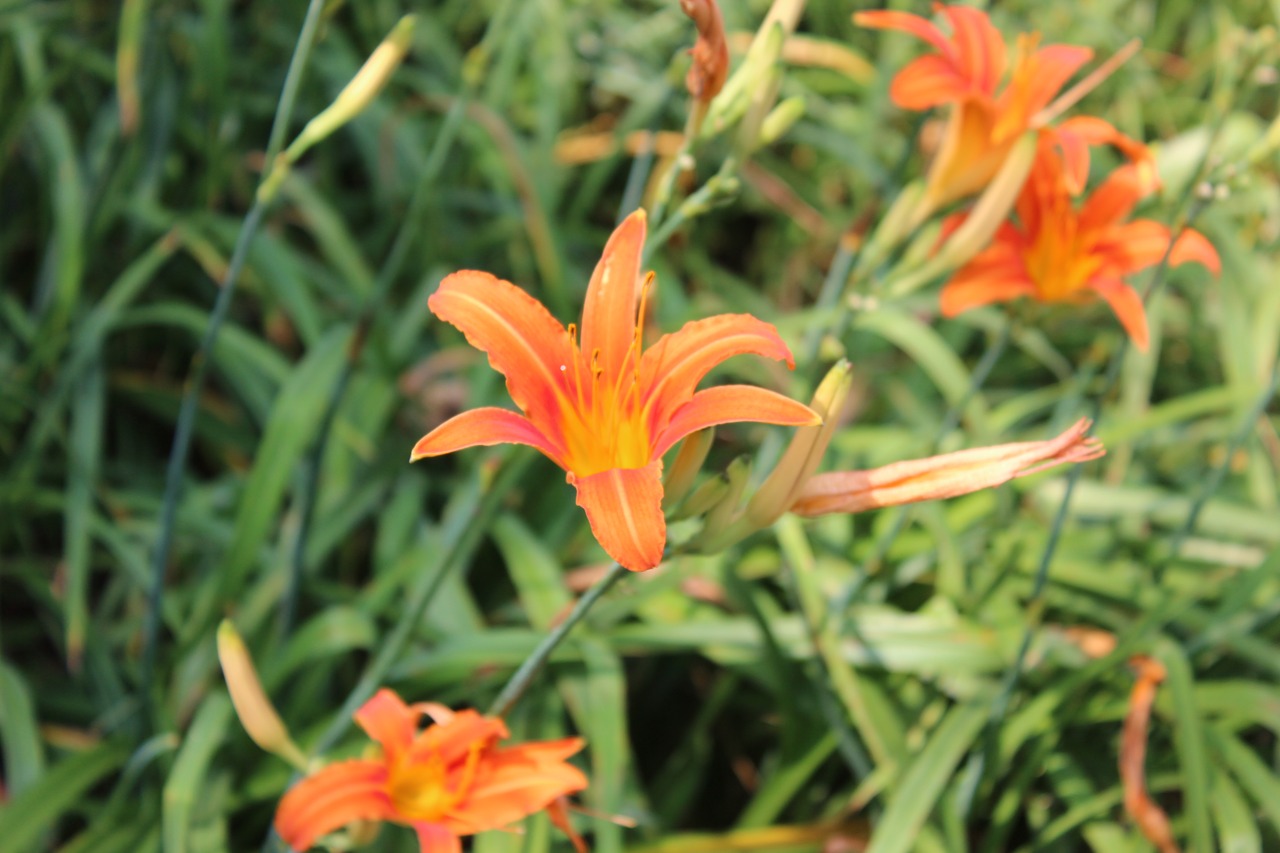 flower orange flowers free photo