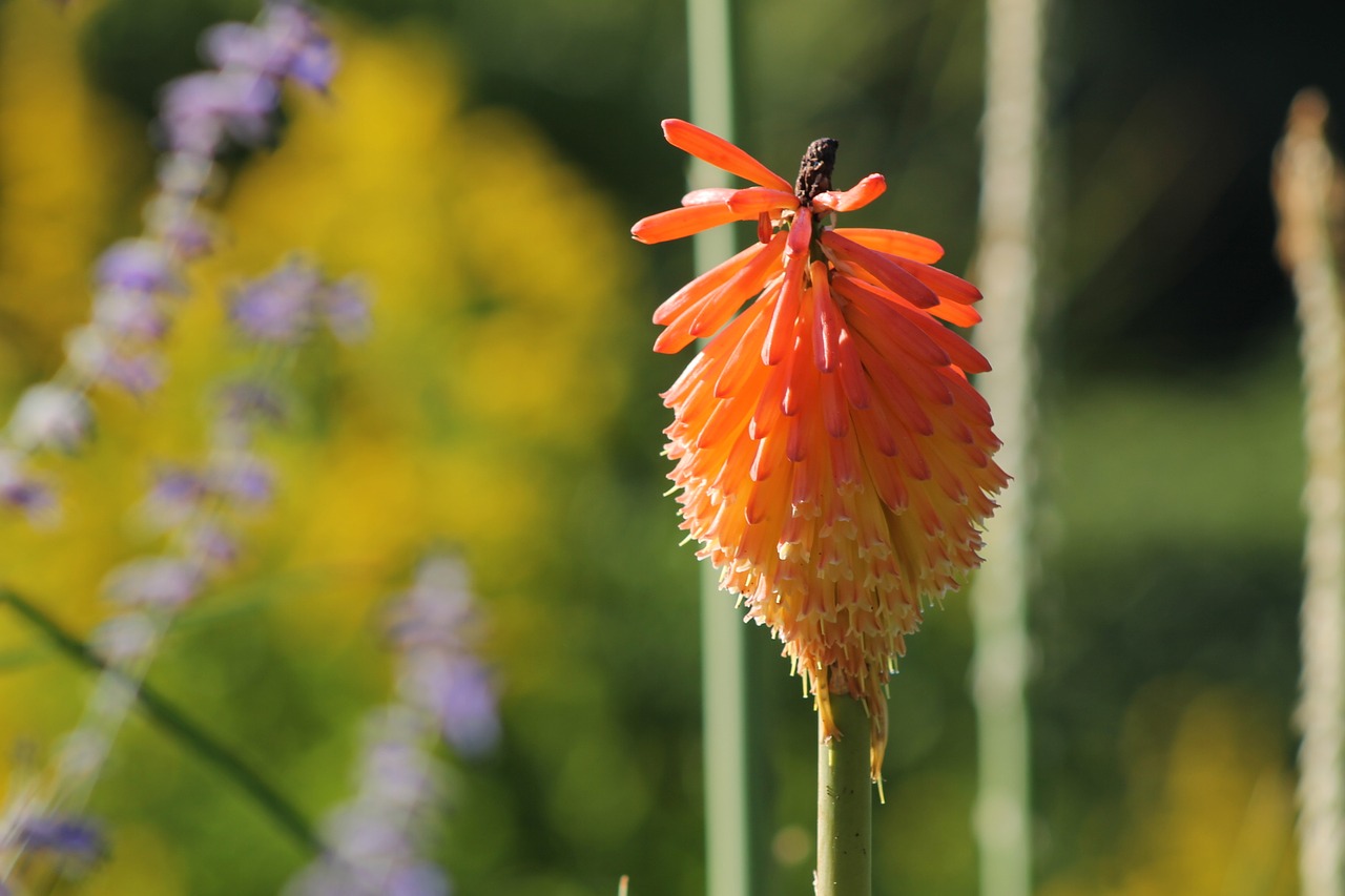 flower red blossom free photo