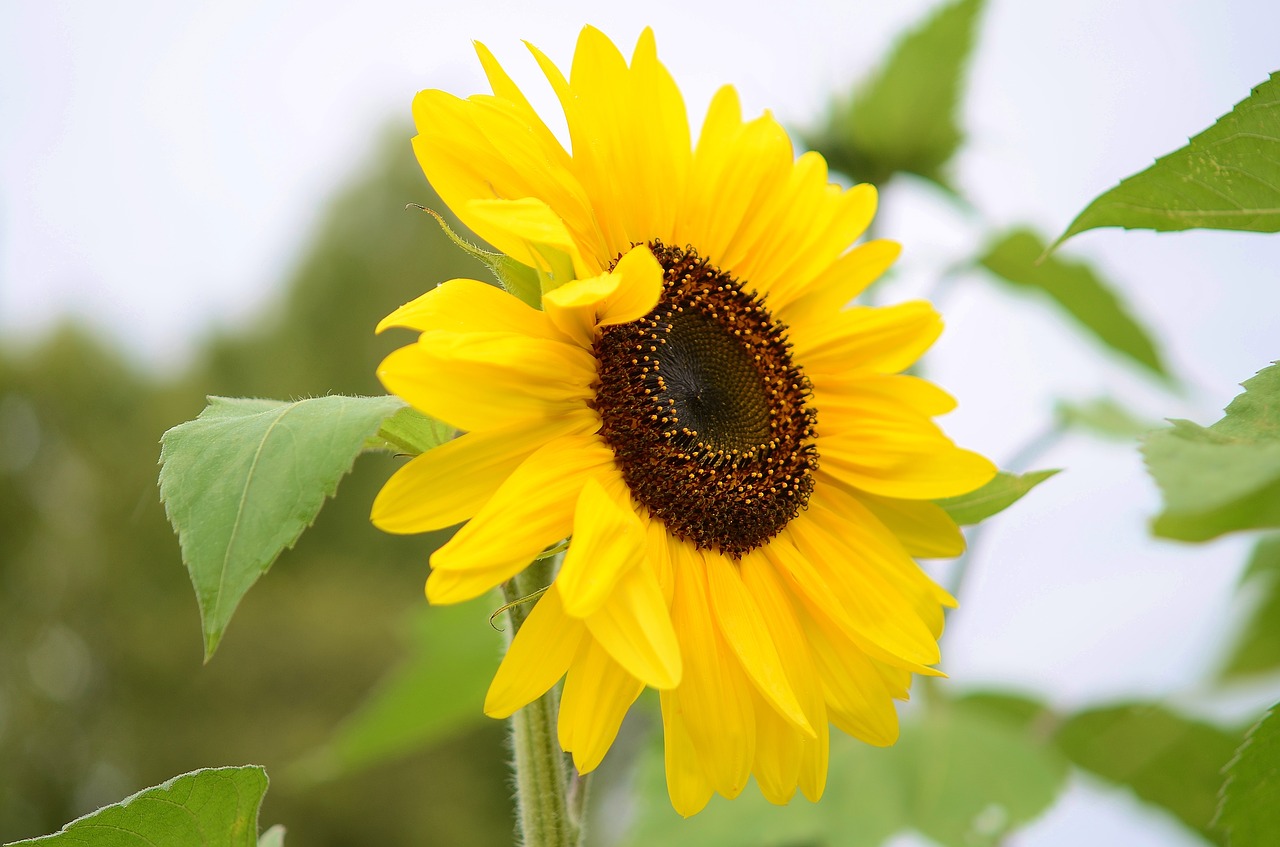 flower natur spring free photo