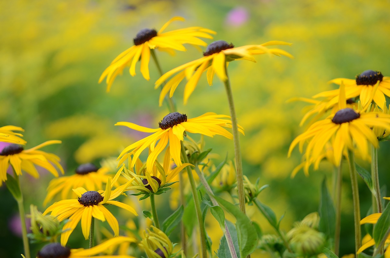 flower natur spring free photo