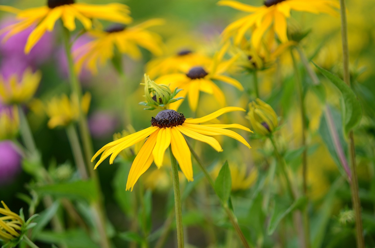 flower natur spring free photo