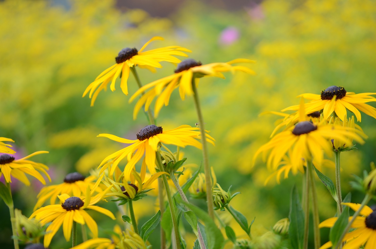 flower natur spring free photo