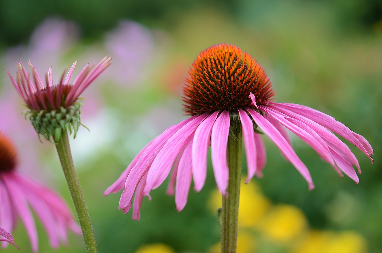 flower natur spring free photo