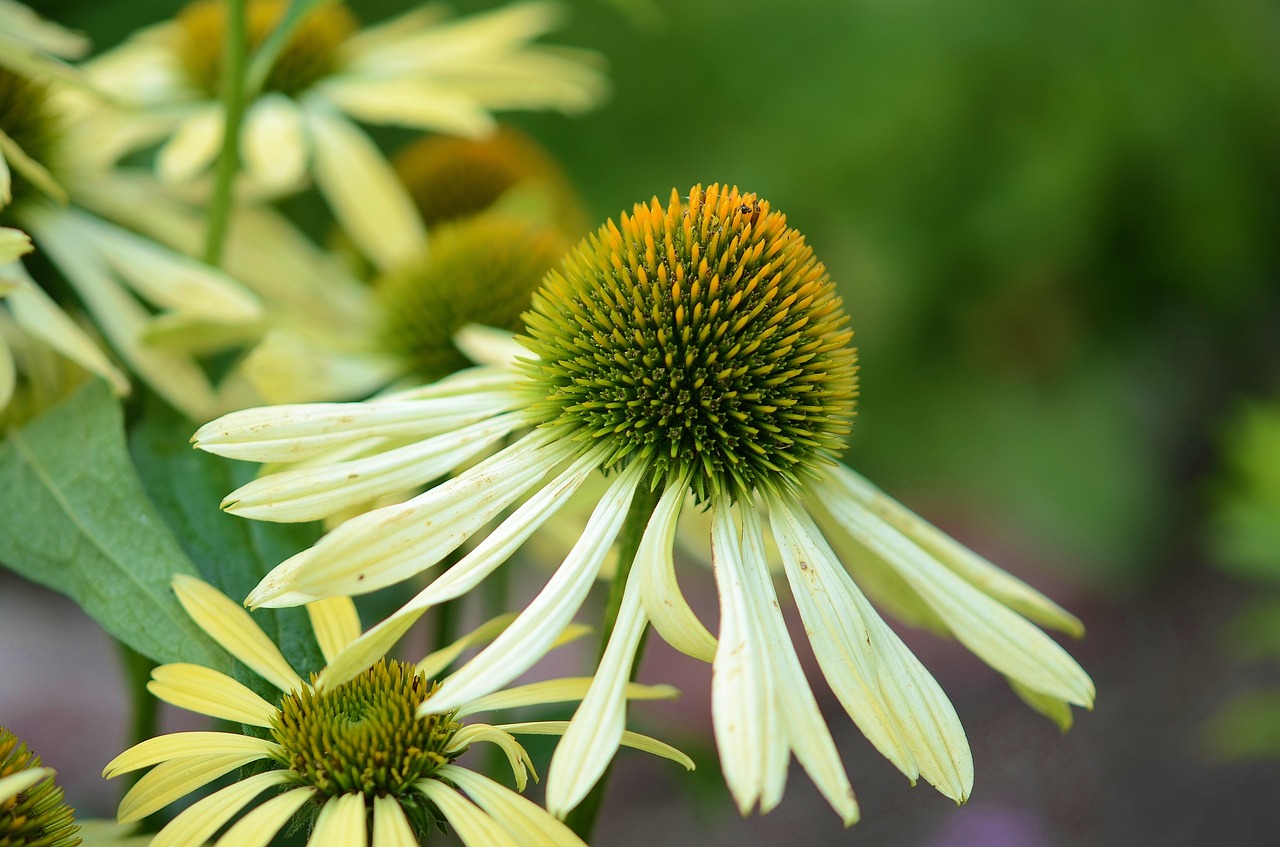 flower natur spring free photo