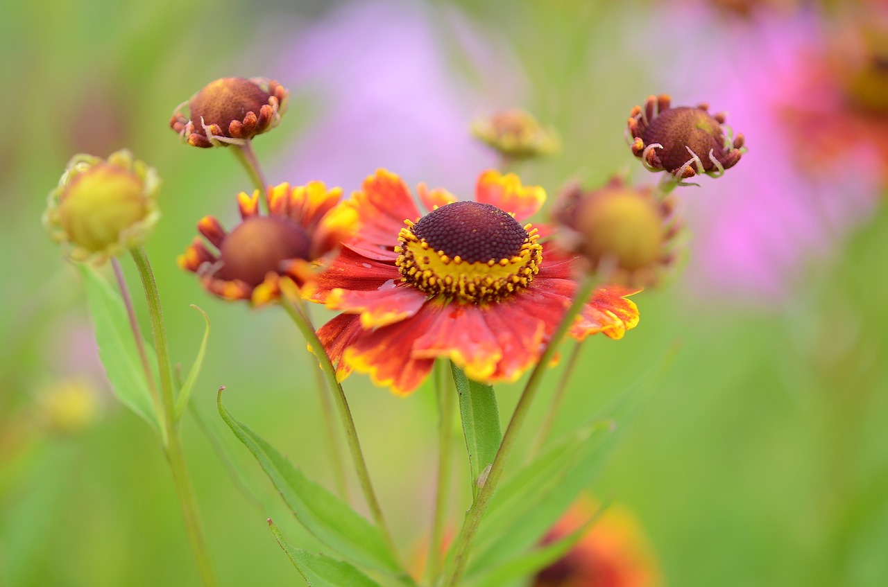 flower natur spring free photo