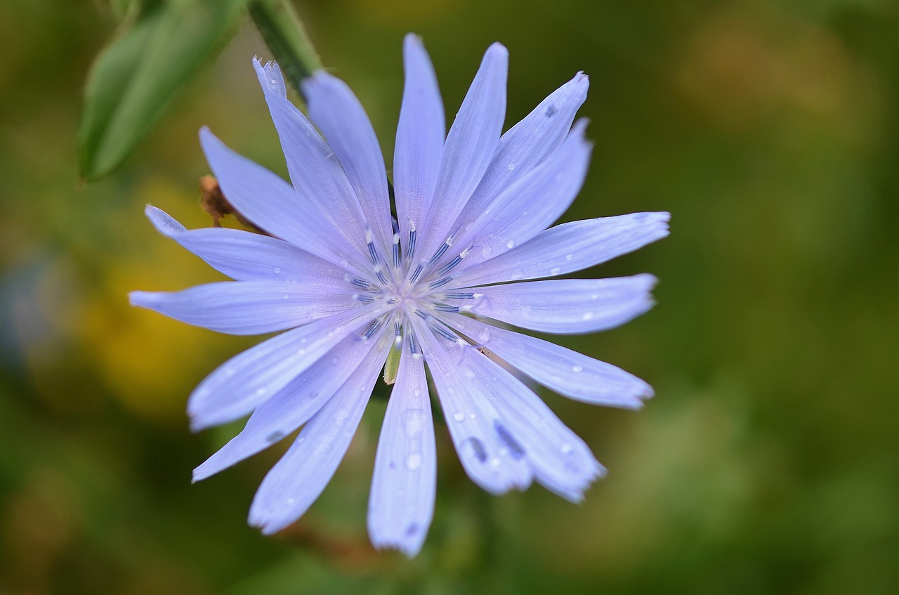 flower natur spring free photo