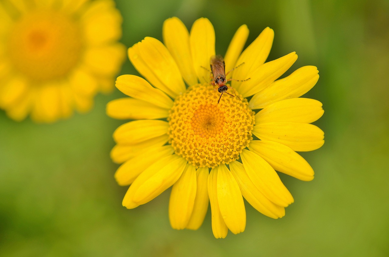 flower natur spring free photo