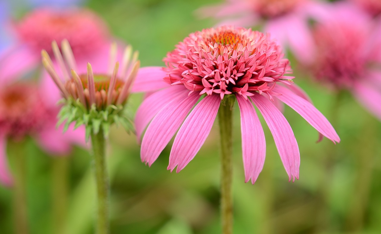 flower natur spring free photo