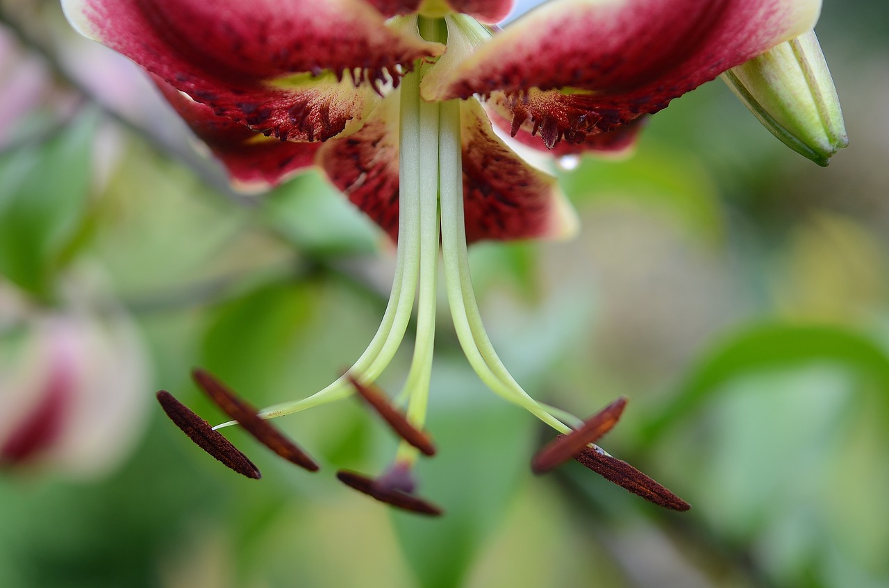 flower natur spring free photo